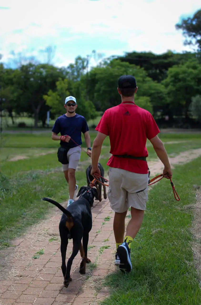 Complete dog grooming package with bath and styling