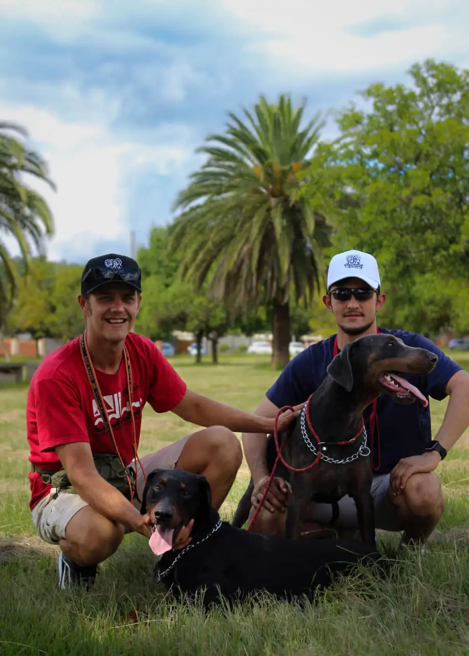 Physical exercise and fun play session for energetic dogs