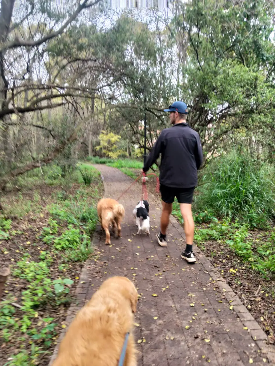 Controlled dog socialisation pack walk in Centurion