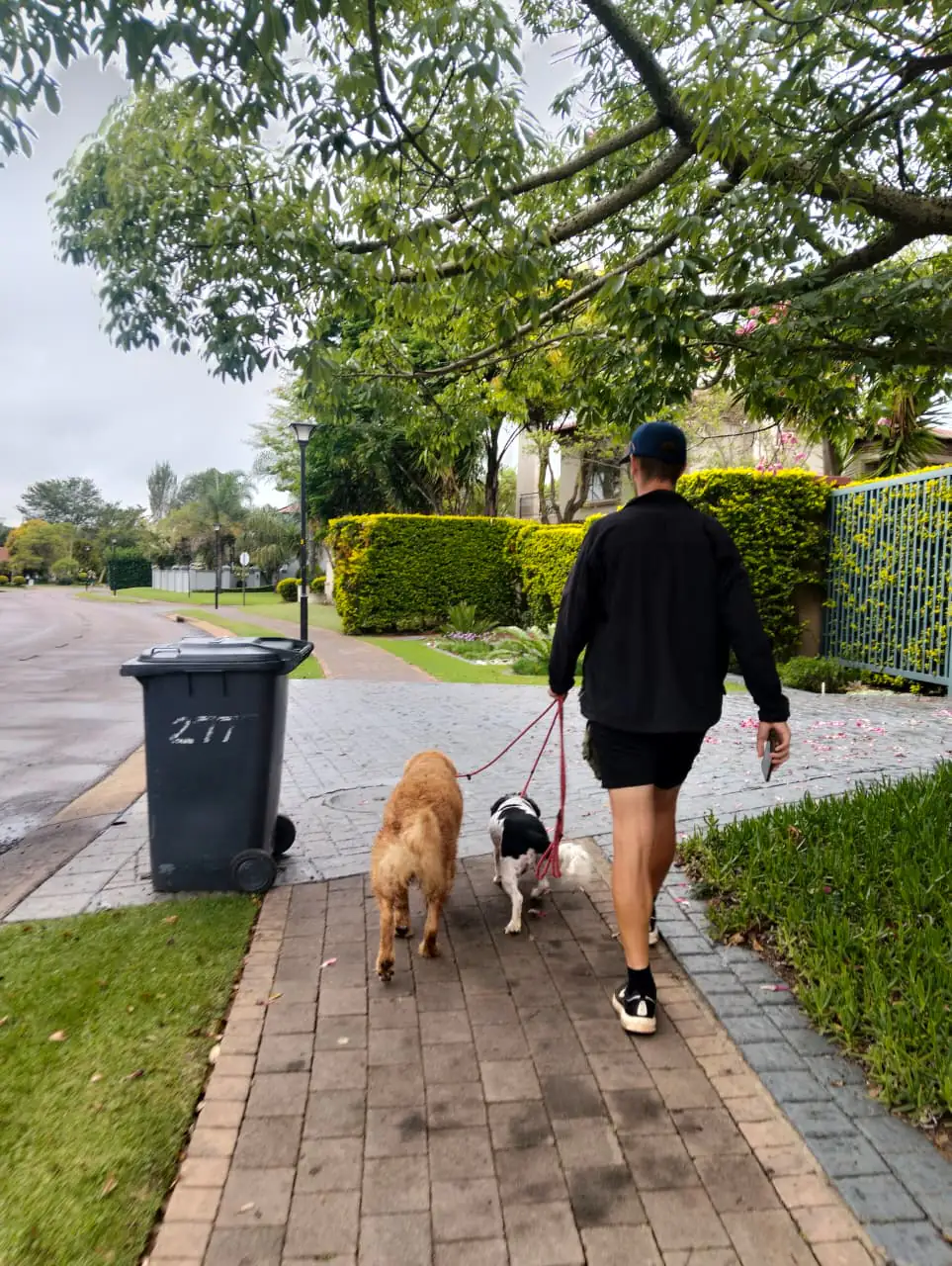 Positive dog interaction during supervised social session