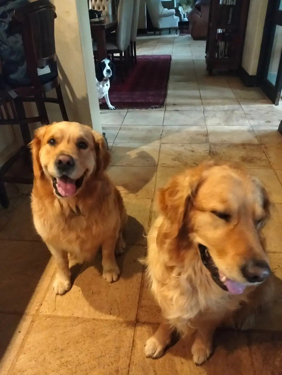 Confidence building through controlled dog socialisation