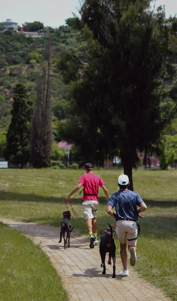 Professional dog walking service in Centurion with happy dog on structured walk