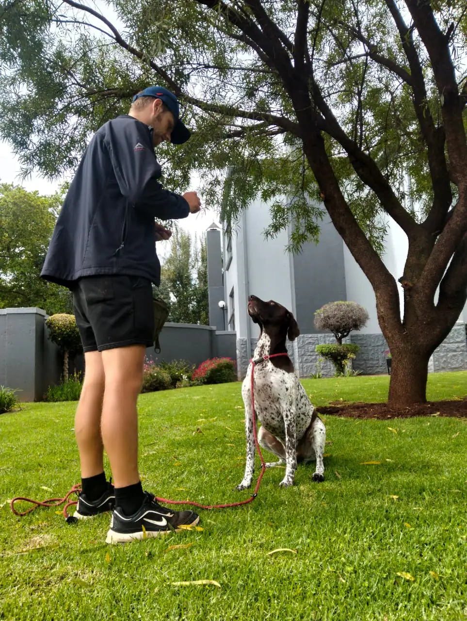 Happy dog enjoying walk with professional handler