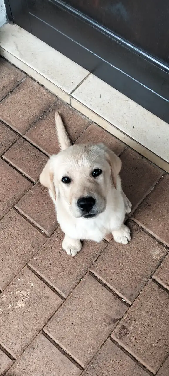 Joyful dog walking experience with tail wagging