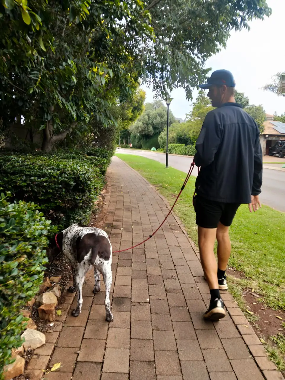 Delighted dog on structured walk in Centurion