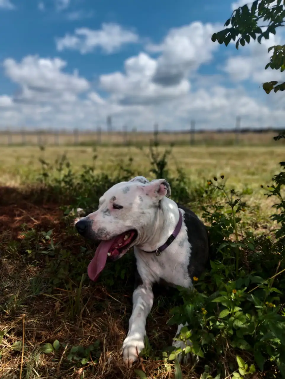 Overnight pet sitting service maintaining dog routine