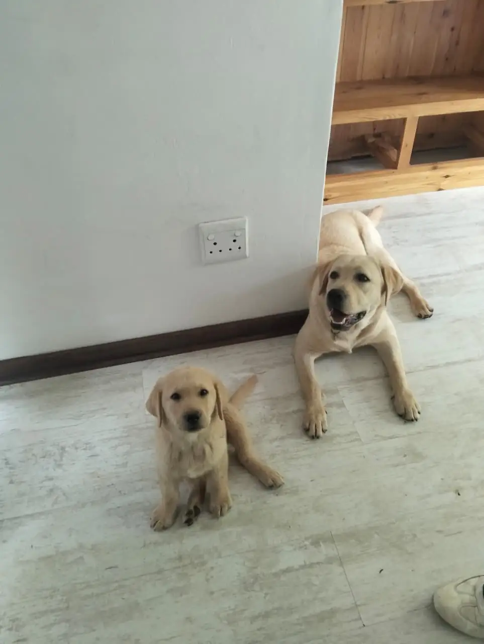 Professional pet check-in visit with feeding and care