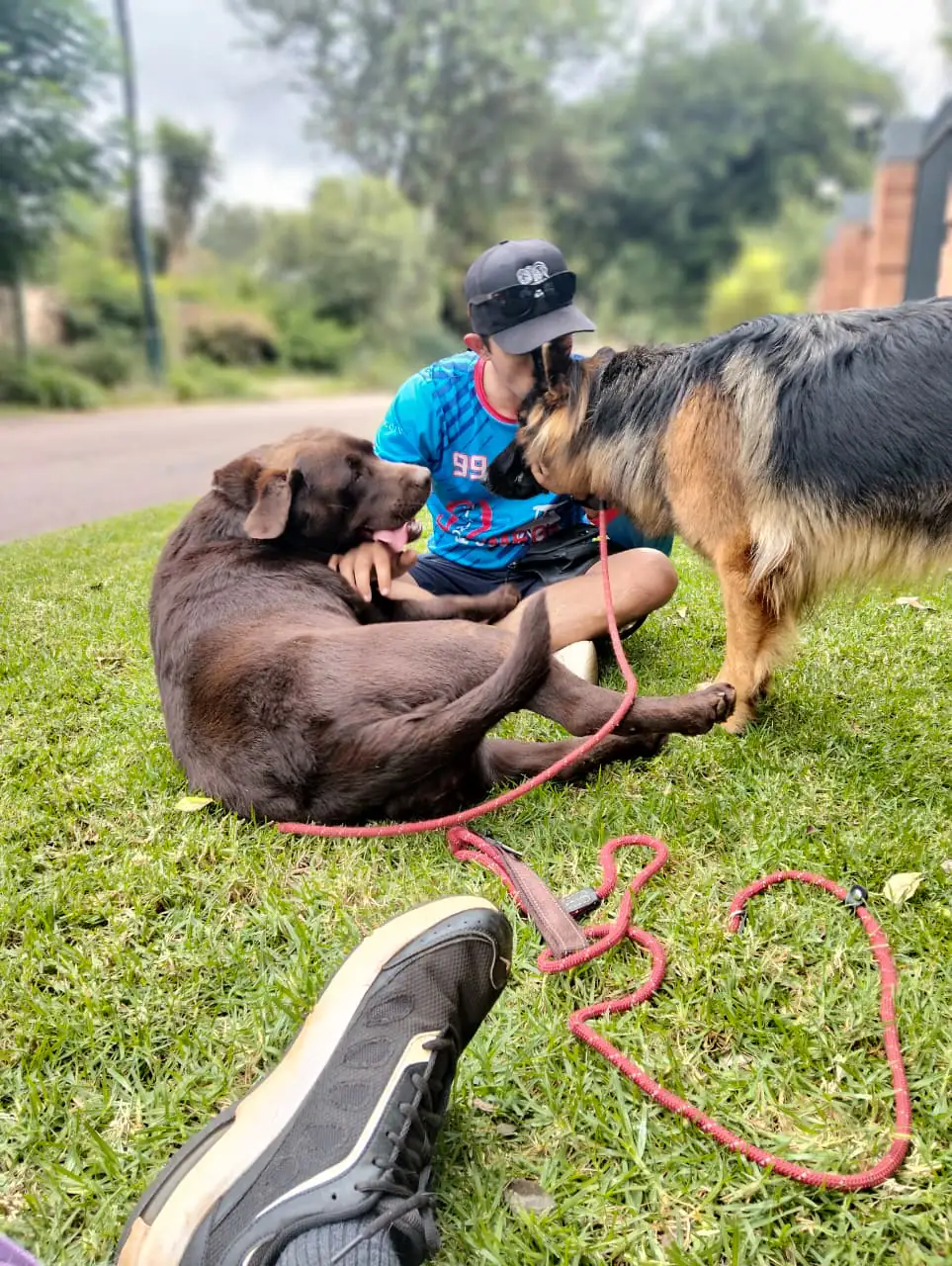 Comprehensive pet sitting service with regular updates